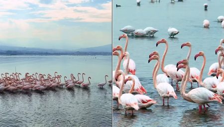 İzmit Körfezi’nde pembe flamingoların dansı
