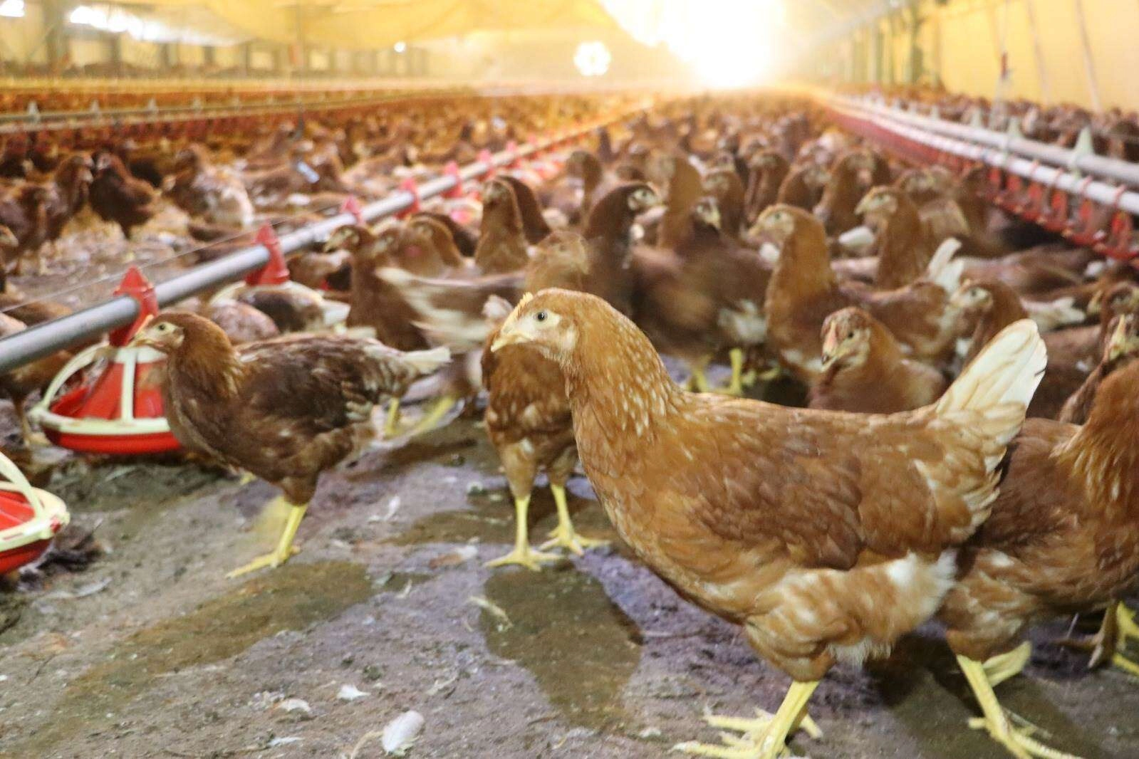 Yumurta Üretiminde Nisan Ayı Verileri Açıklandı: Yıllık Bazda Büyük Artış